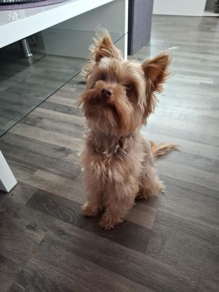 Další stříhání za námi! ✂️🐾 Tentokrát si na křesílko přišel malý elegán – Jorkšír 🐶💇‍♂️ Trochu jiný typ srsti, ale výzva...