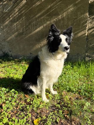 Před a po ✂️🐾 Podívejte se na proměnu našeho čtyřnohého modela před a po stříhání a trimování! 💇‍♂️🐶 My zatím pilně...